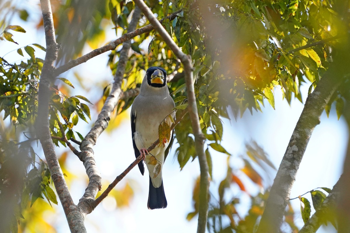 Japanese Grosbeak - ML644132986