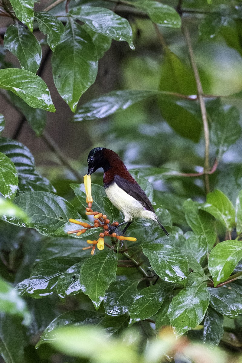 Crimson-backed Sunbird - ML644132993