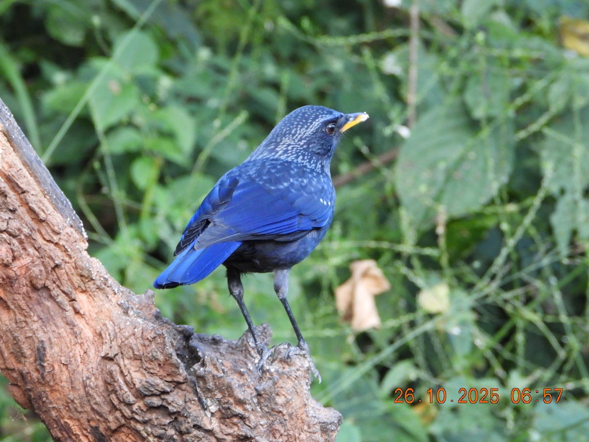 Нил исгэрээ хөөндэй - ML644132999