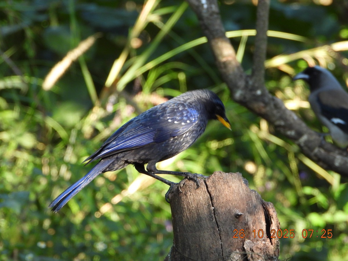 Нил исгэрээ хөөндэй - ML644133001