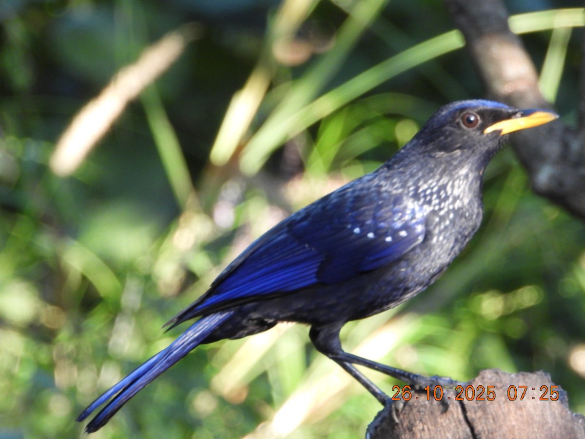 Нил исгэрээ хөөндэй - ML644133002