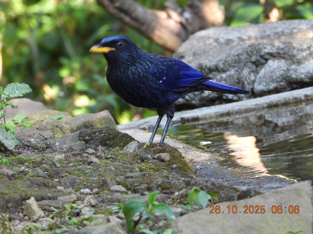 Нил исгэрээ хөөндэй - ML644133003