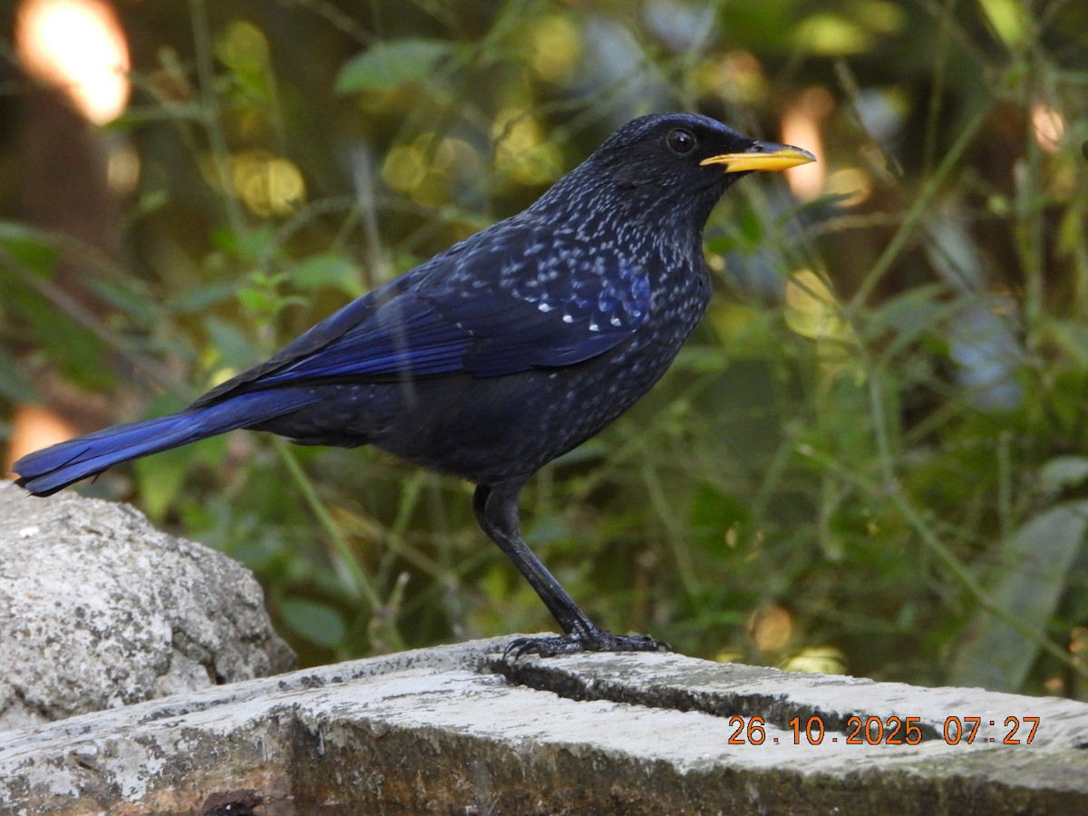 Нил исгэрээ хөөндэй - ML644133004