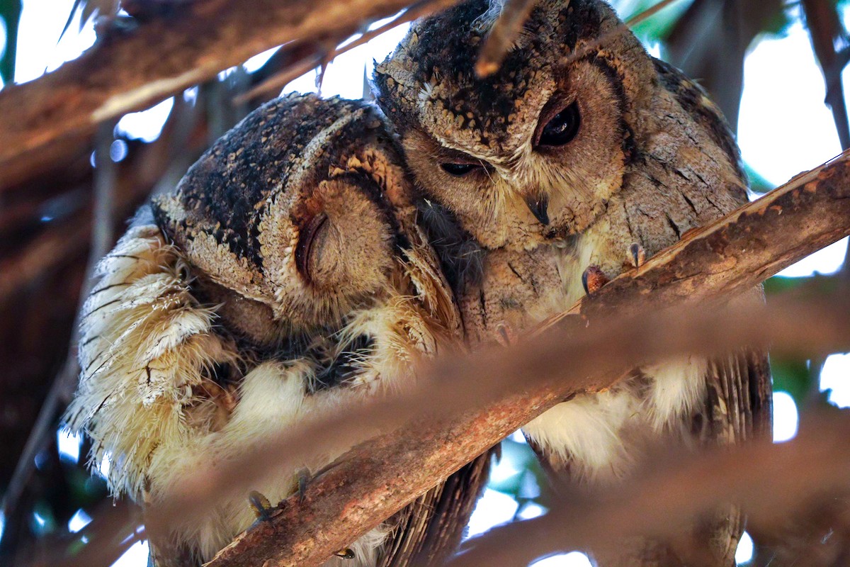 Petit-duc indien - ML644133013