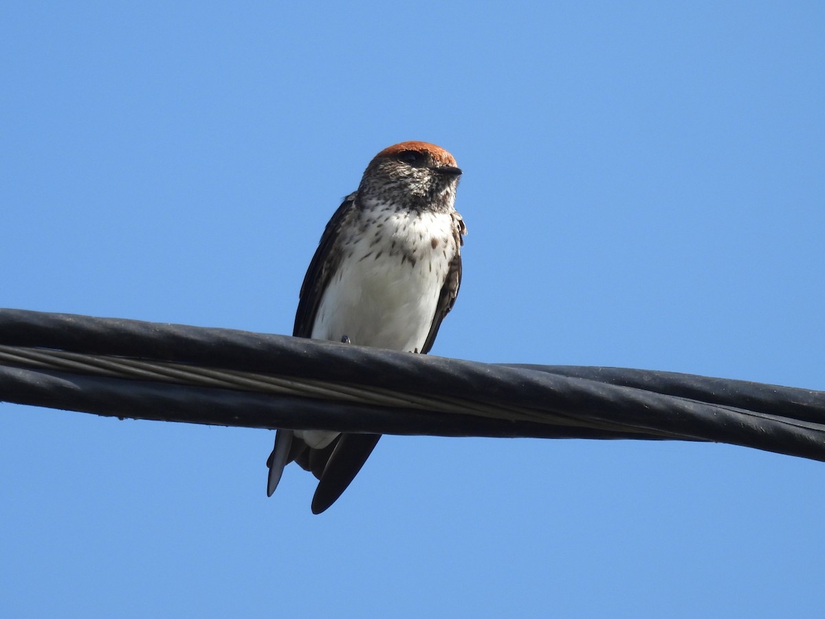 Streak-throated Swallow - ML644133014