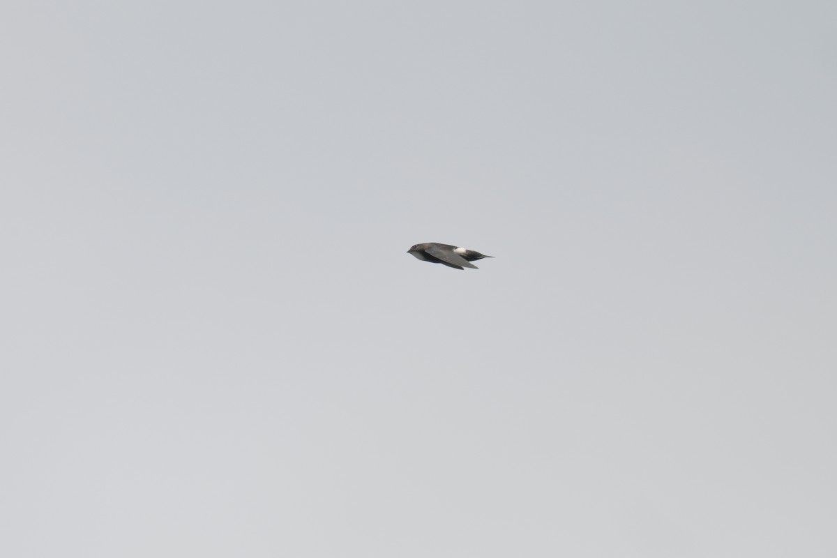 rorýs domácí - ML644133015