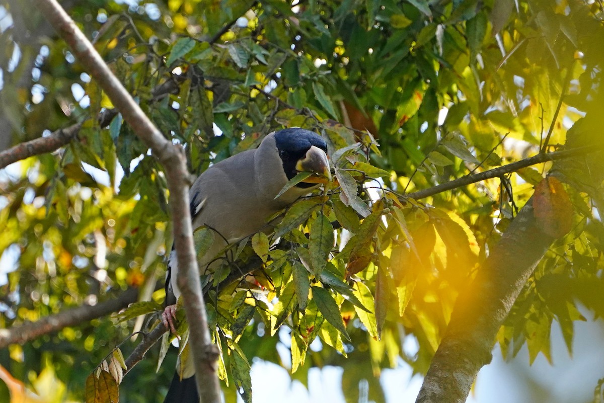 Japanese Grosbeak - ML644133018