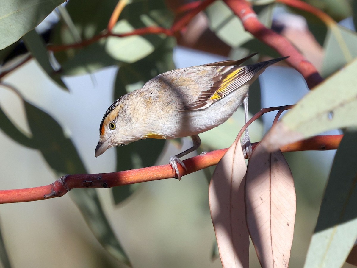 Red-browed Pardalote - ML644133031