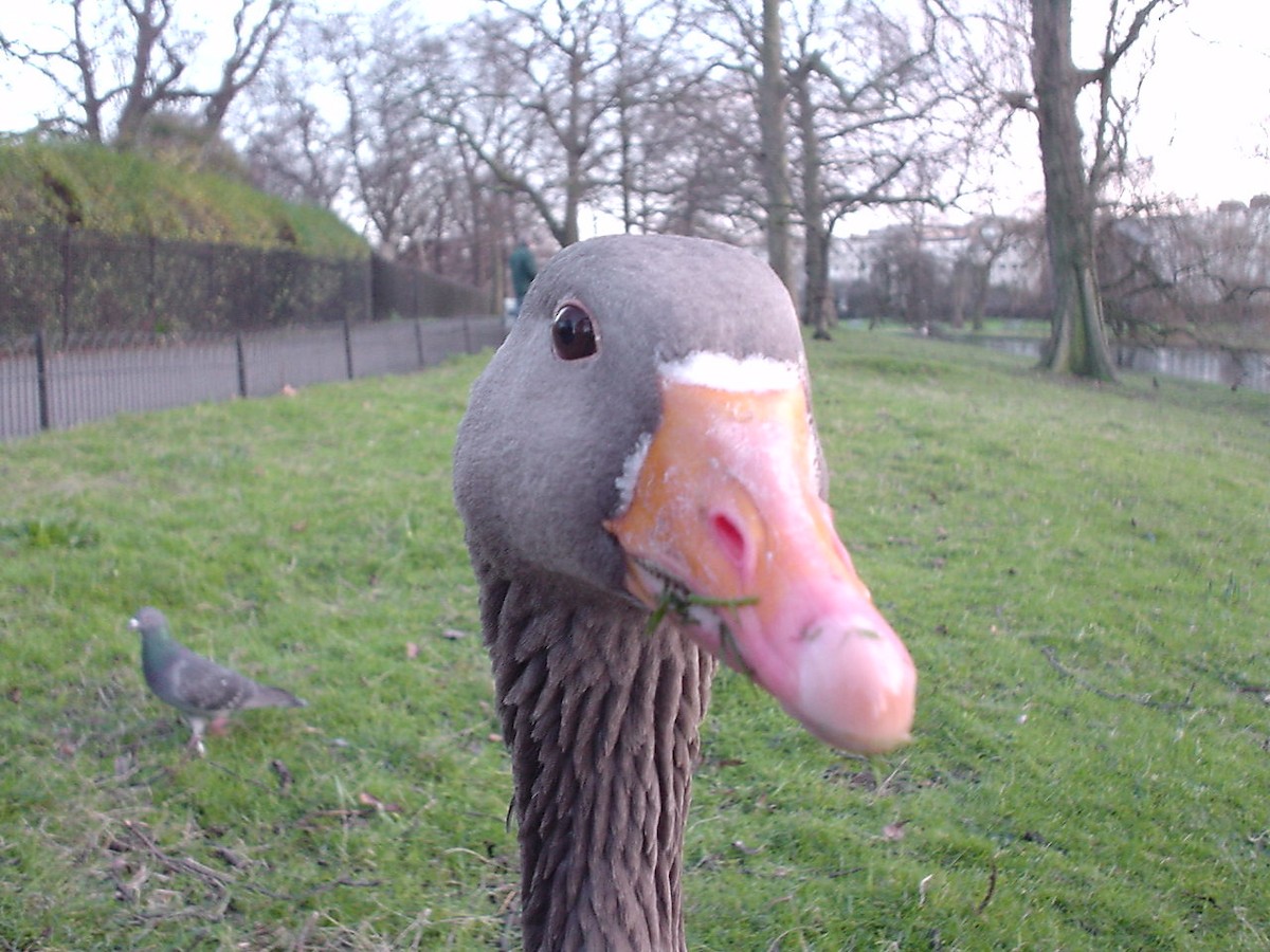 Graylag Goose - ML644133033