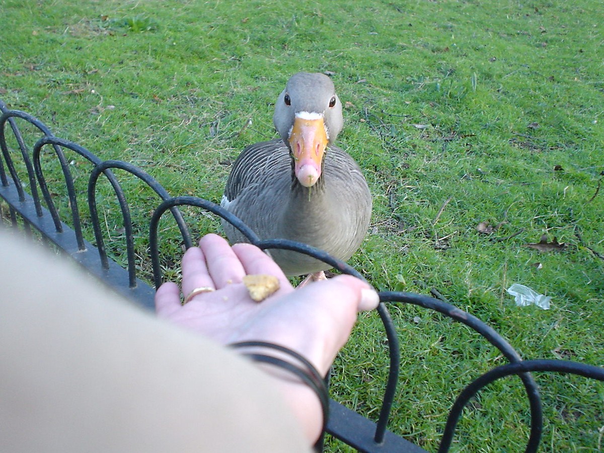 Graylag Goose - ML644133034