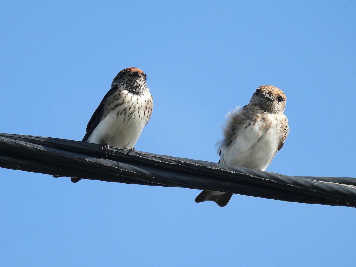 Streak-throated Swallow - ML644133036