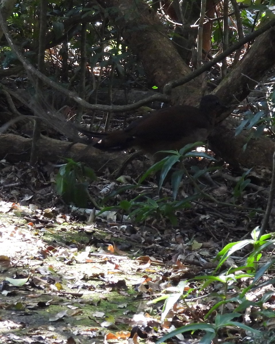 Albert's Lyrebird - ML644133039