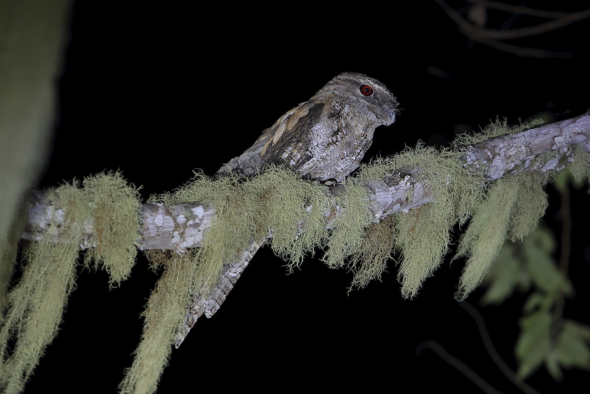 Papuan Frogmouth - ML644133041
