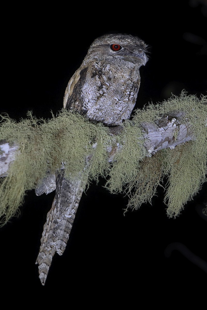 Papuan Frogmouth - ML644133042