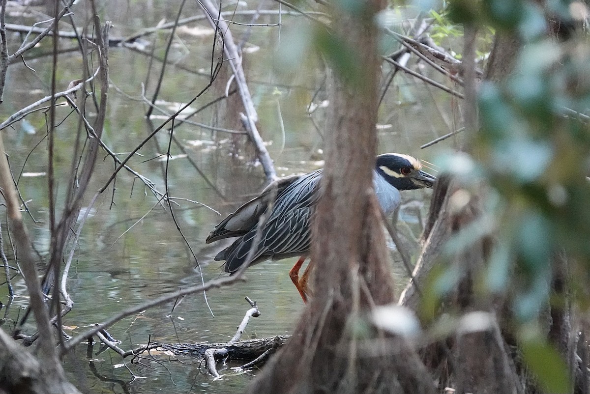 Yellow-crowned Night Heron - deborah grimes