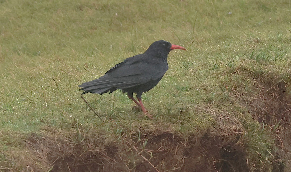 ベニハシガラス - ML644133052