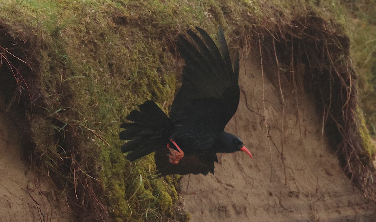 ベニハシガラス - ML644133054