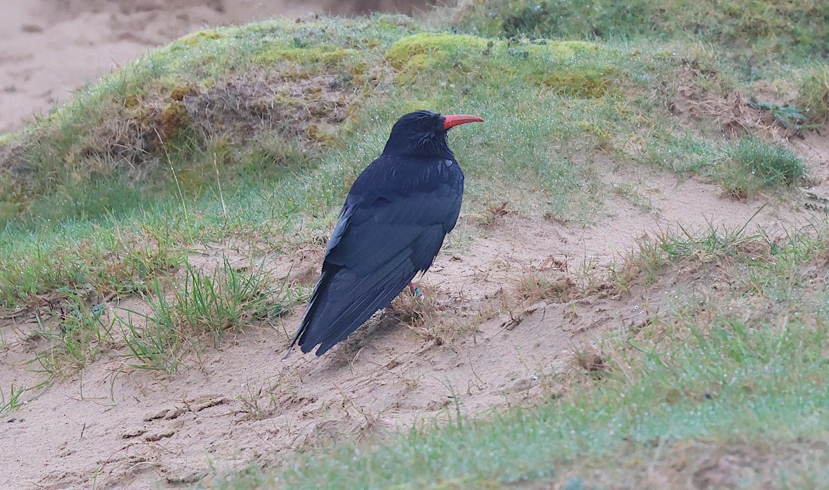 ベニハシガラス - ML644133055