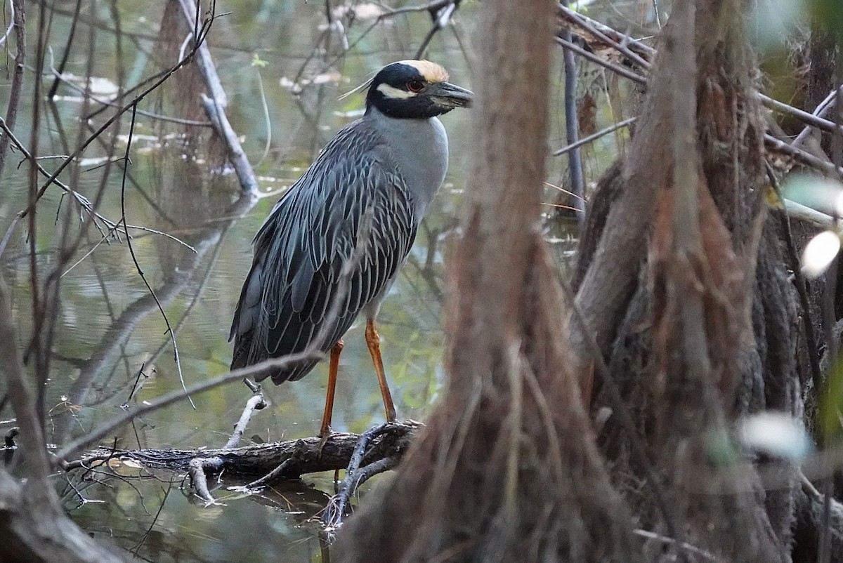 Yellow-crowned Night Heron - deborah grimes