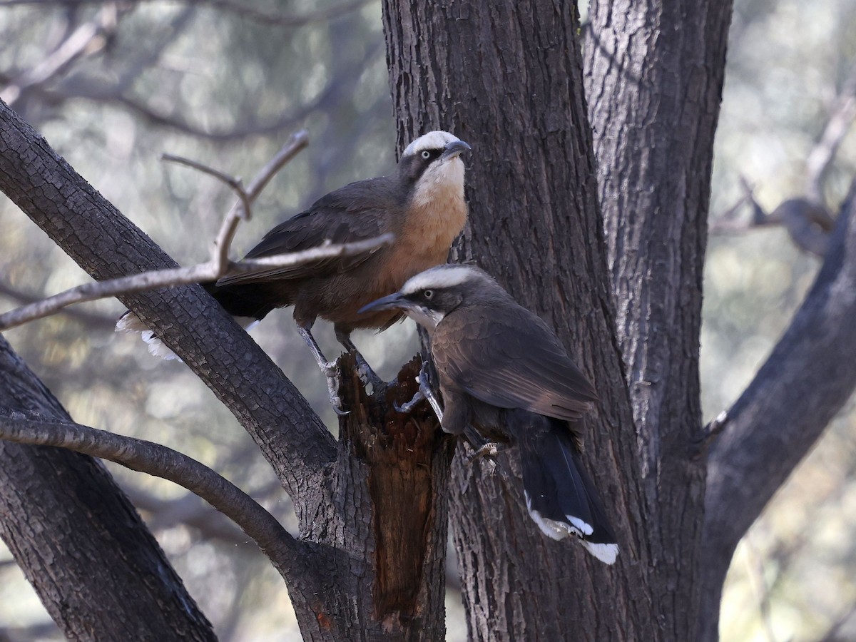 Gray-crowned Babbler - ML644133058