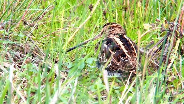 Common Snipe - ML644133059