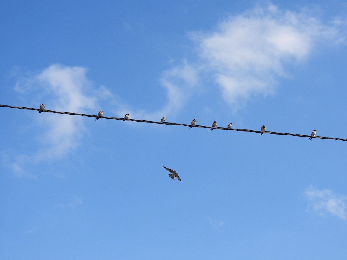 Streak-throated Swallow - ML644133060