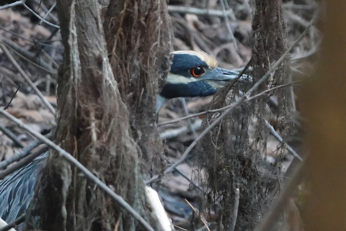 Yellow-crowned Night Heron - deborah grimes