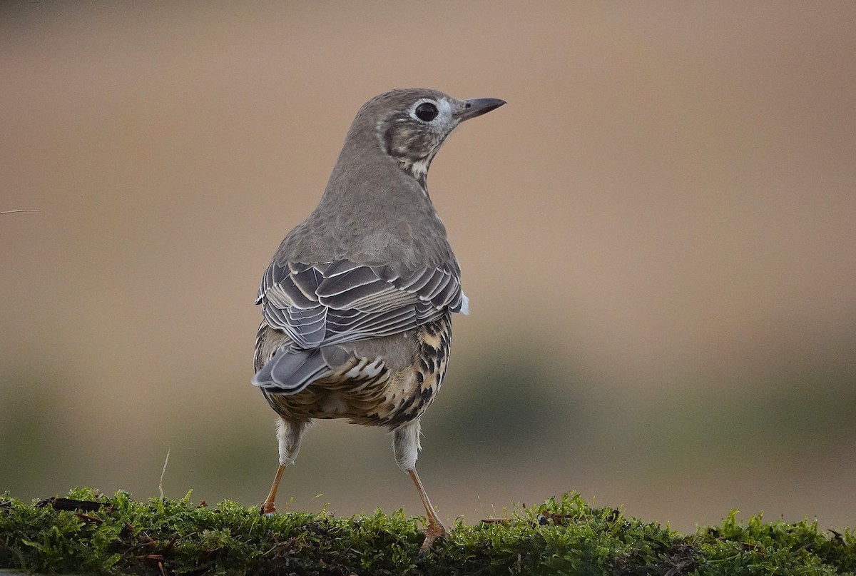 ヤドリギツグミ - ML644133072