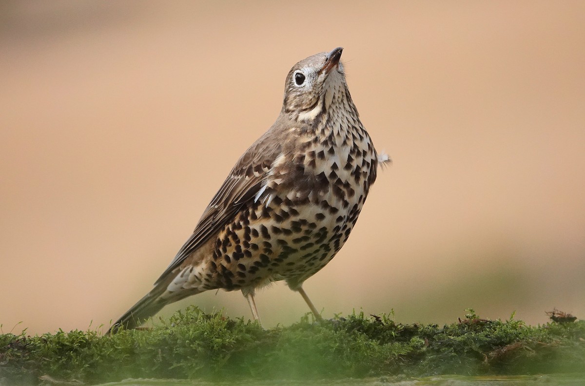 ヤドリギツグミ - ML644133073