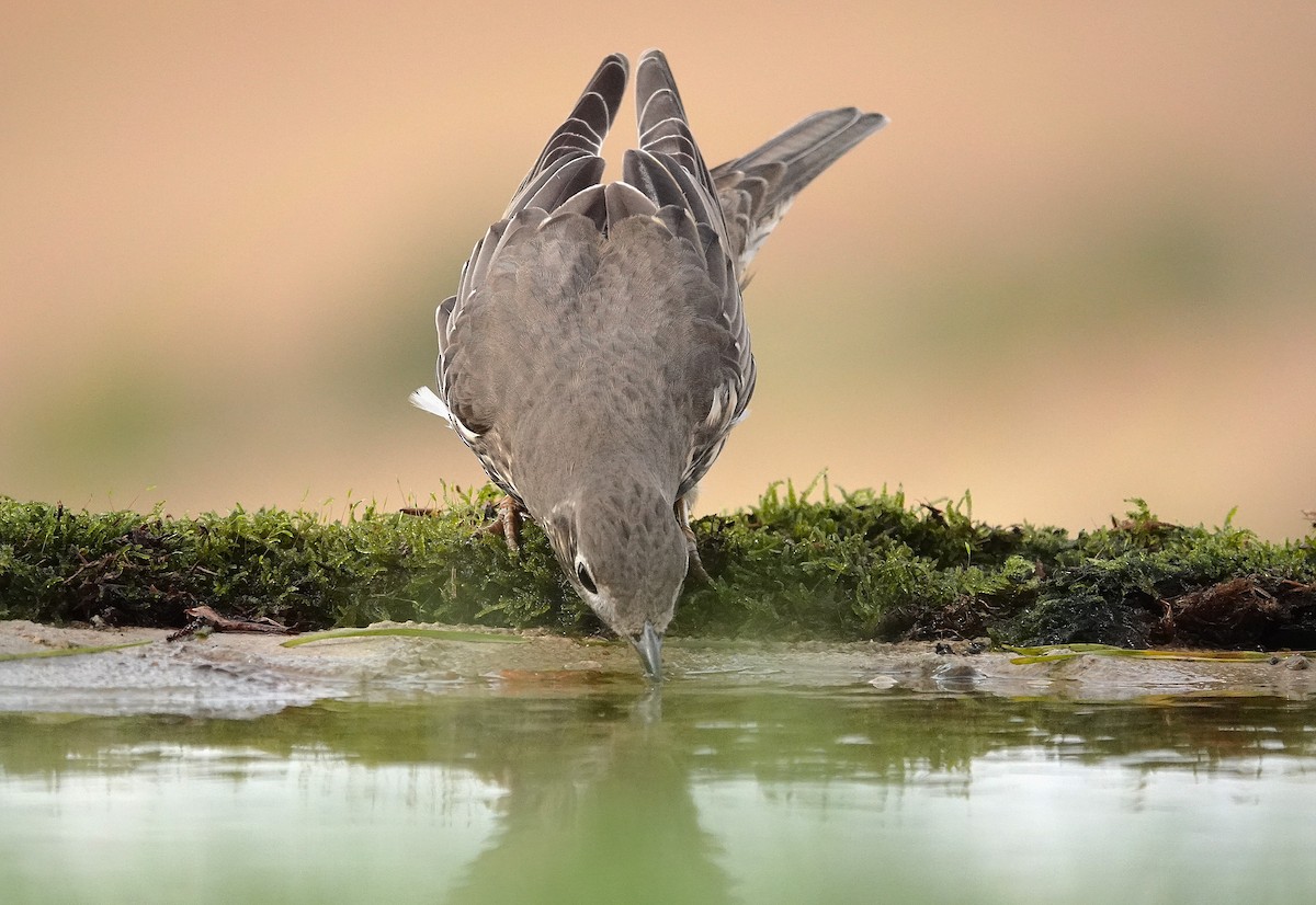 ヤドリギツグミ - ML644133074