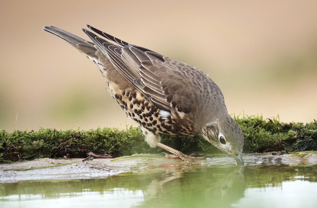 ヤドリギツグミ - ML644133075