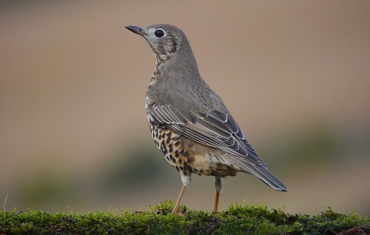 ヤドリギツグミ - ML644133076