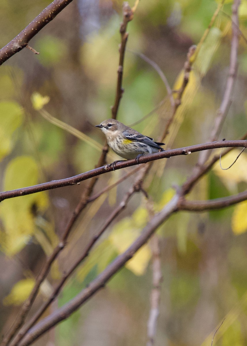 Yellow-rumped Warbler (Myrtle) - Jon Cefus