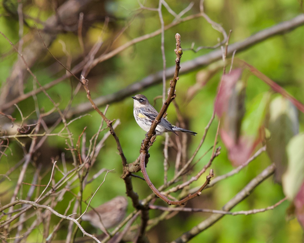 Yellow-rumped Warbler (Myrtle) - Jon Cefus