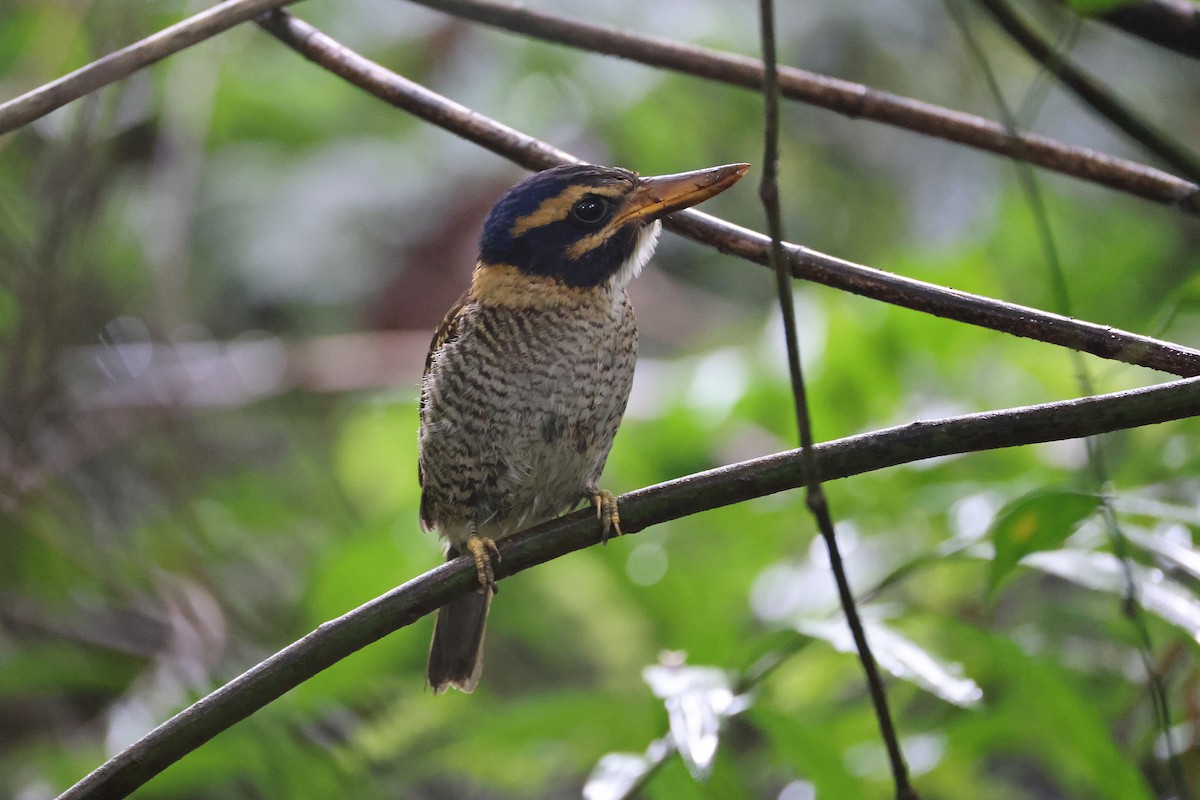 Martin-chasseur royal - ML644133089