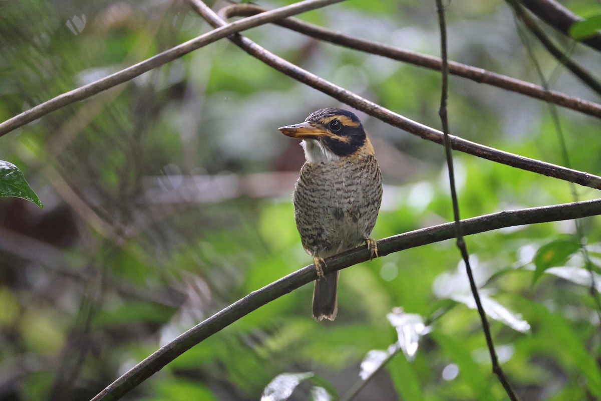 Martin-chasseur royal - ML644133090