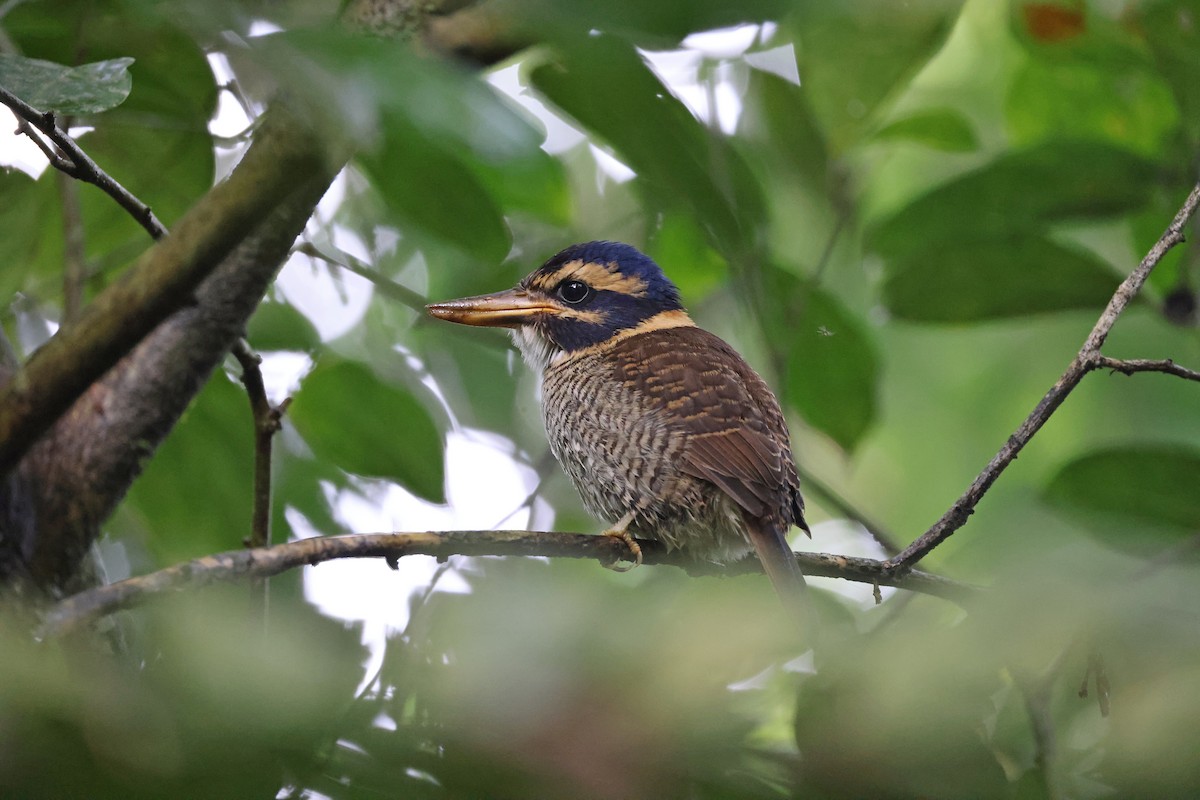 Martin-chasseur royal - ML644133091