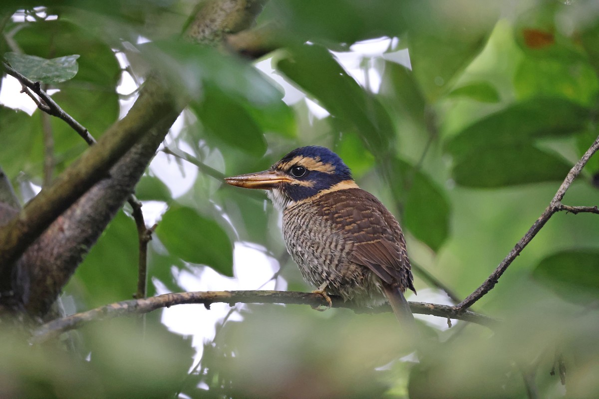 Martin-chasseur royal - ML644133092