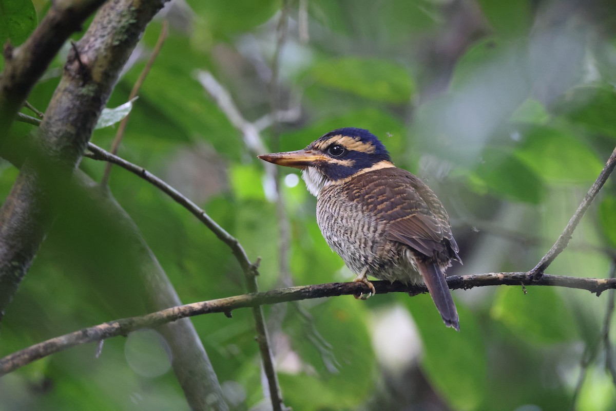 Martin-chasseur royal - ML644133093