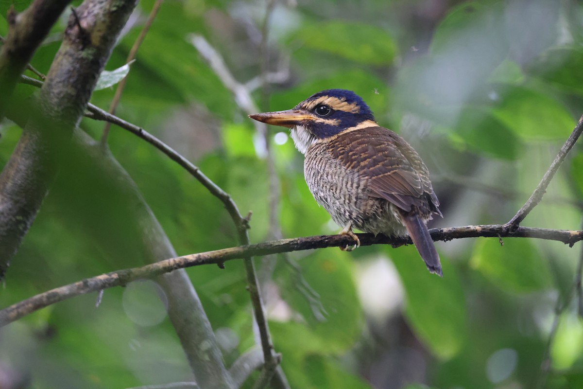 Martin-chasseur royal - ML644133094