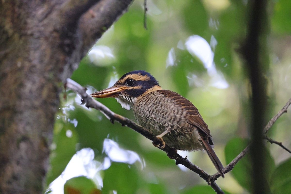 Martin-chasseur royal - ML644133095