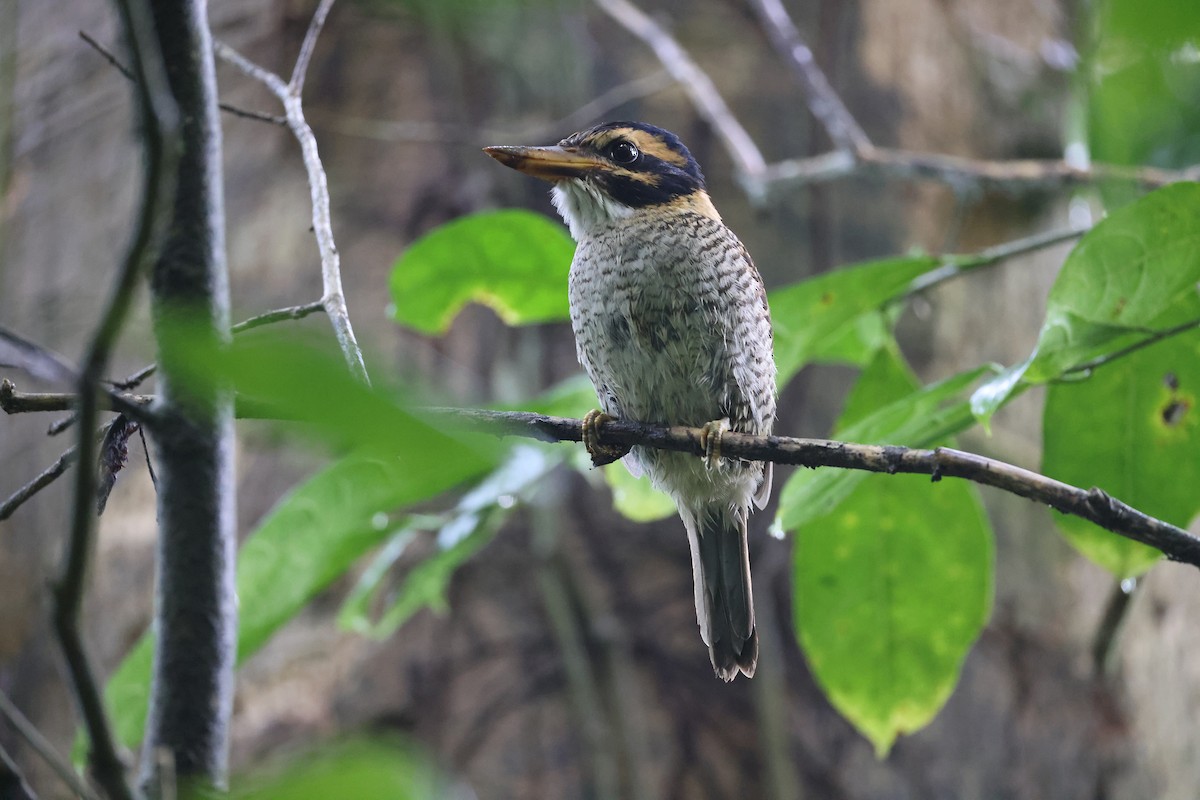 Martin-chasseur royal - ML644133096