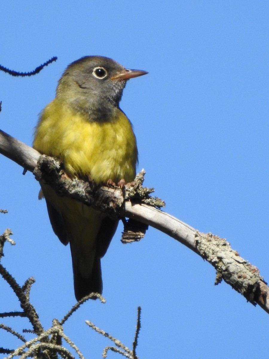 ハイムネアメリカムシクイ - ML644133101