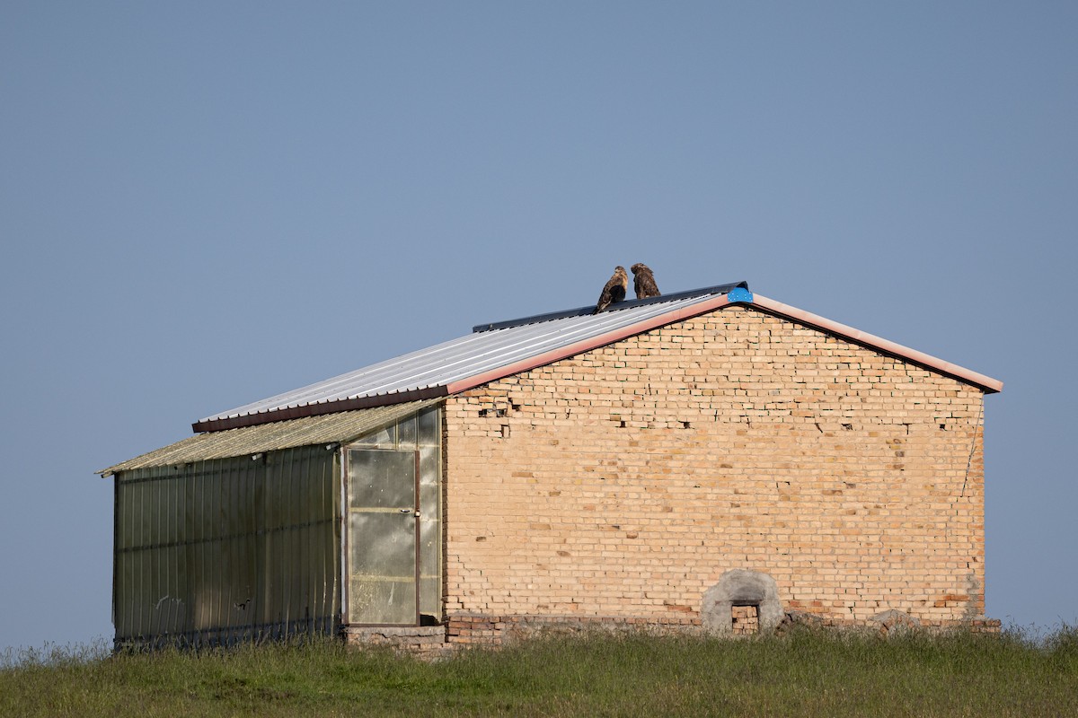 Upland Buzzard - ML644133102