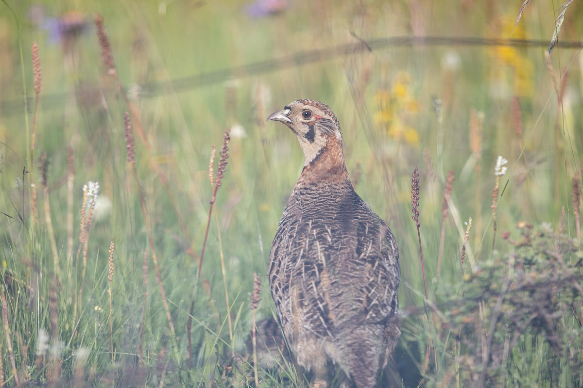 Tibetan Partridge - ML644133103