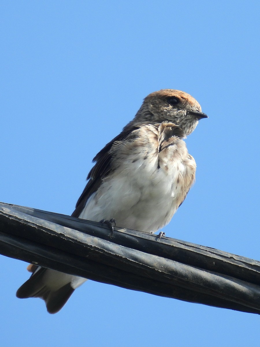 Streak-throated Swallow - ML644133105