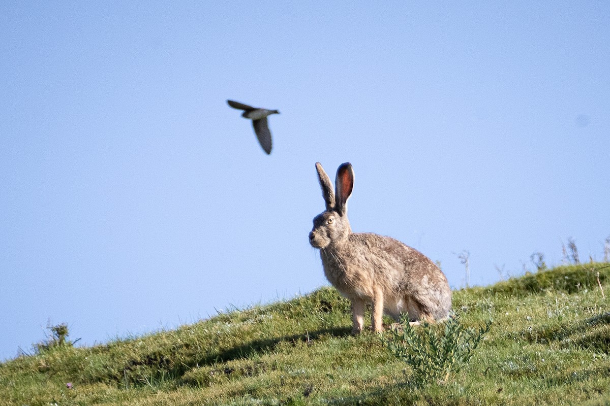 Ластівка бліда - ML644133108