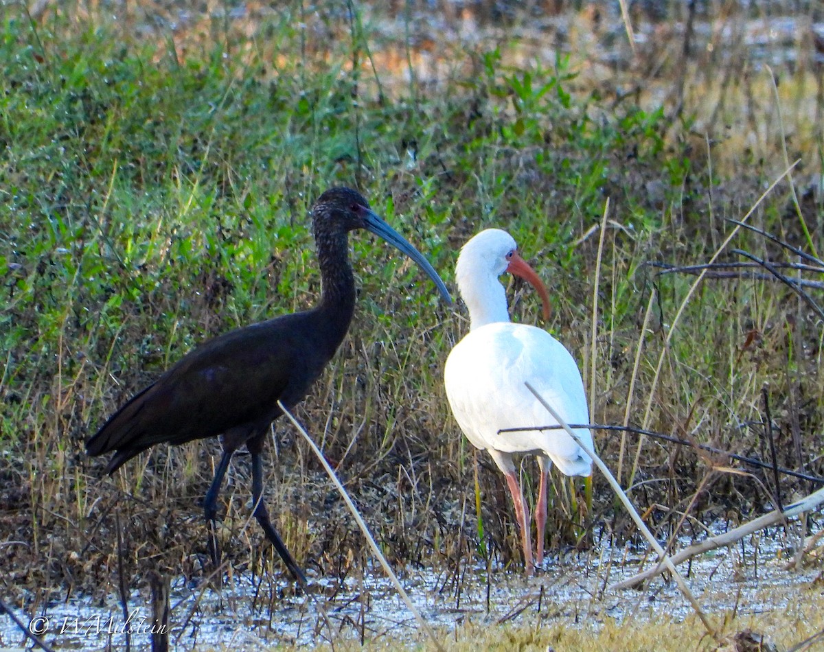 White-faced Ibis - ML644133110
