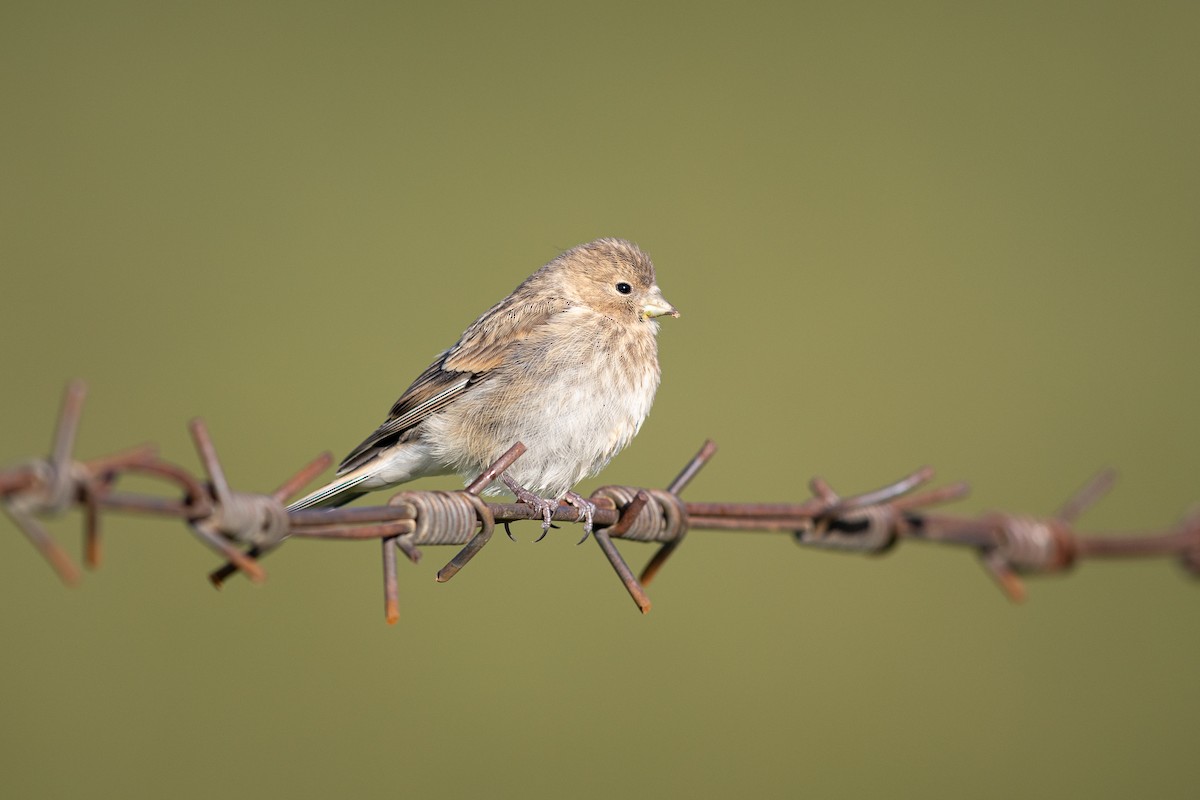 Twite - ML644133111