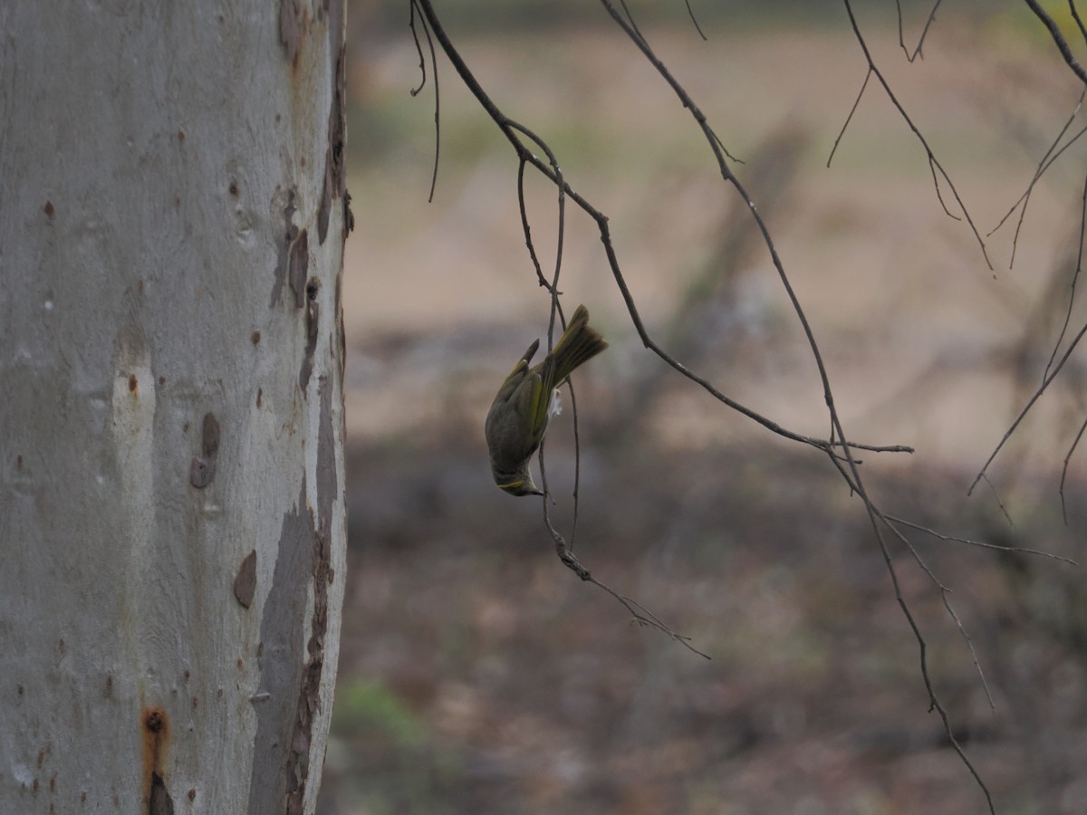 Yellow-plumed Honeyeater - ML644133112